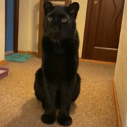 每个女人我都很爱咋办