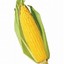 Corn_2