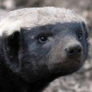 Medoed - steam id 76561198195011854