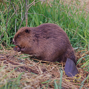 старый бобр