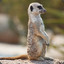 mightymeerkat