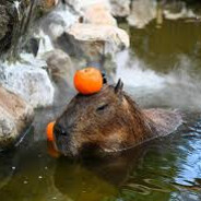 meerschweindlzüchter