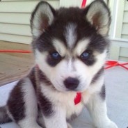 电子竞技没有首胜