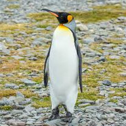 pengwin