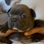 Pibble2k