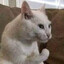White Kat