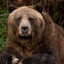oso