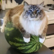 Цыпленок в кляре