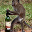 Drunk Monkey