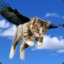 flying_cat