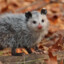 mousejiu