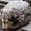 a lightly powdered pastry