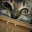 WhoIAm?