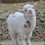 AngryGoat