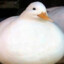 The duck