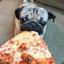 Pizza-dog