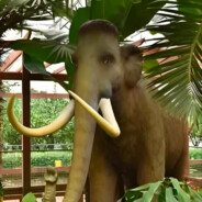 马来西亚大笨象