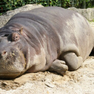 Fat fucking hippo