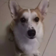 Pomelo