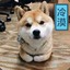 萌萌不QA