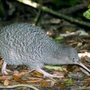 Dr.Keeweeeee≴◕‿◕☣