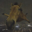 horsy