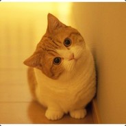 小猫咪有什么错