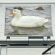 Patito Cuack Cuak in Nintendo Ds