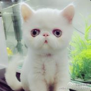 9865332