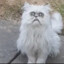 CAT Napas