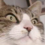 Andonie 's avatar