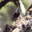 ʻōʻōʻāʻā