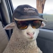 WTM直接买小米儿