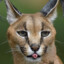 Caracal