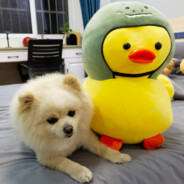 我家有只可爱多