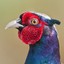 MrPheasant