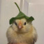 lark
