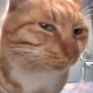 sus cat