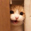 魔力猫