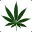 Cannabis