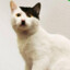 Miałdolf_Kitler CASE.GIFT