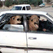 TWO CAMELS IN A TINY CAR