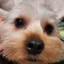 Terrier