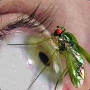FlyInMyEye