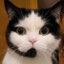 Call Center Cat