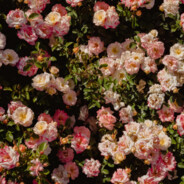 百算百灵丹朱子