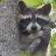 Royal Raccoon