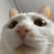 猫猫贝 avatar
