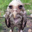 Avatar of Botwing