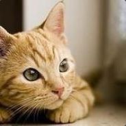 奥特曼打小怪兽